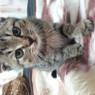 至急、募集します。