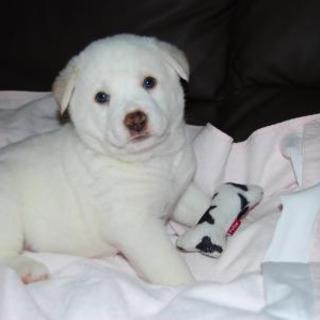 まんまるおっとり　スノー