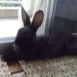 うさぎの里親になってくれる方を探しています