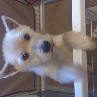 素敵な飼い主様と出会うことができました