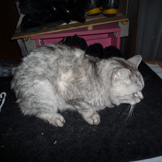 捨て猫で若干アメショ