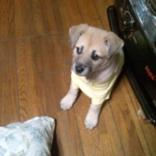 ２カ月子犬６頭