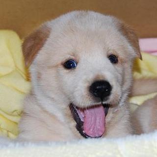 ころころ元気なミルク