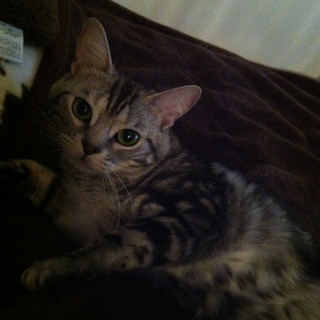 アメショ来年春４歳男の子