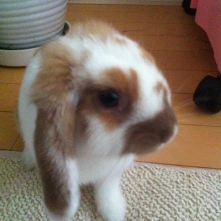 ホーランド　ロップイヤー