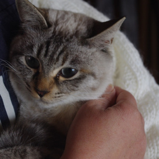 とっても可愛いシャムMIX！