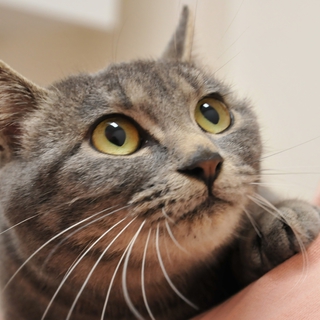 えぴか嬢。温厚でおっとりな子。