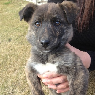 6匹柴甲斐系ミックス兄弟