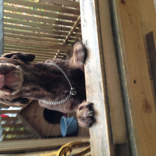 里親さま決定致しました。