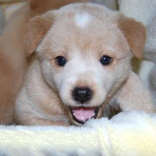 まるまるおっとりハアト　