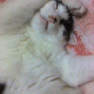 素敵な新しい家族と出会いました