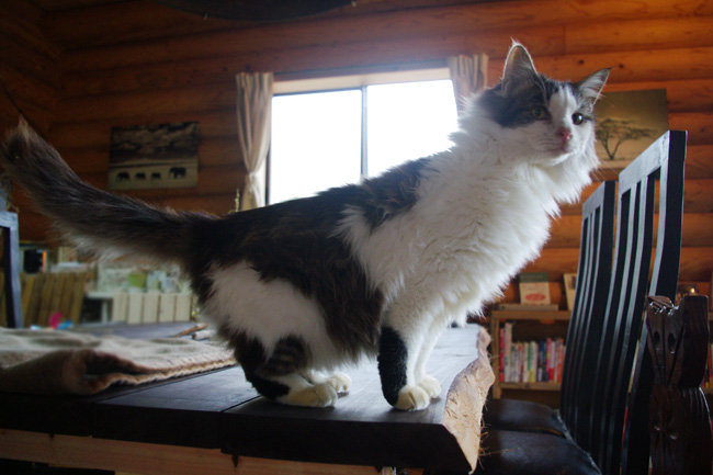 ノルウェージャンフォレストキャット サムネイル2