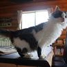 ノルウェージャンフォレストキャット サムネイル2
