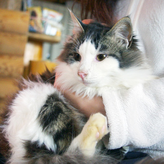 ノルウェージャンフォレストキャット