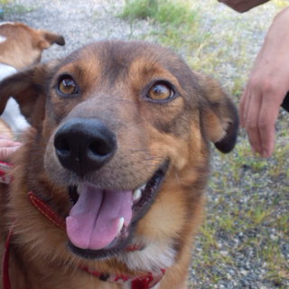 穏やかな子です