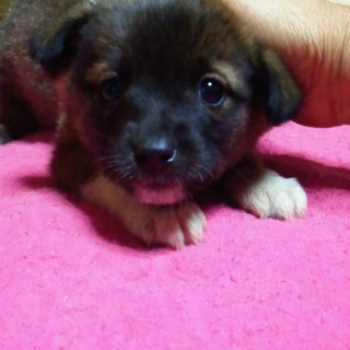 かわいいリンゴちゃん