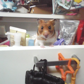 可愛いらしい顔とマル系ハムスターです