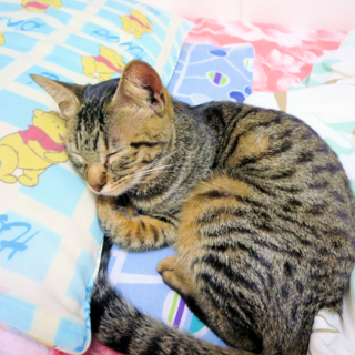 子猫の里親至急募集！！