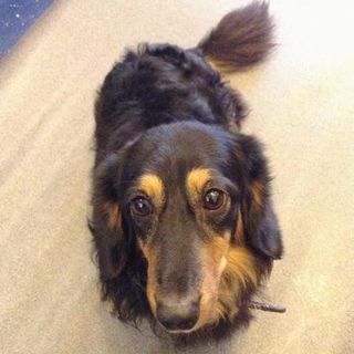 ミニチュアダックス　7歳　♂