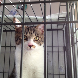 猫大好きなご夫婦にお嫁入りしました。 「ペットのおうち」何時も感謝しています。                                                 