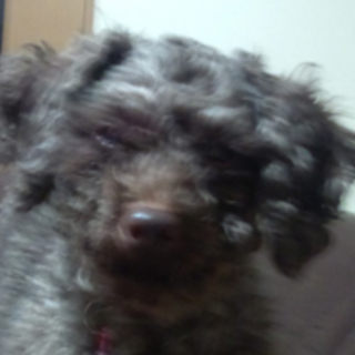 あき　おんなのこ ～トライアル中～