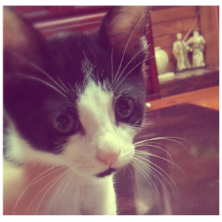 可愛いくて元気な子猫♂3匹の里親さん募集！