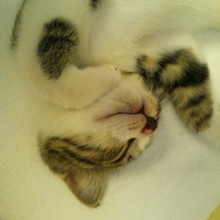 なつはお茶目なネコちゃんです。