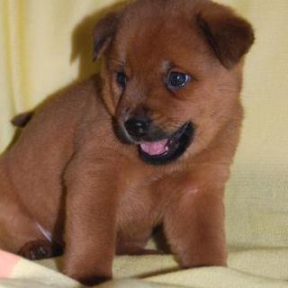 綺麗な茶毛　小ぶりのココア