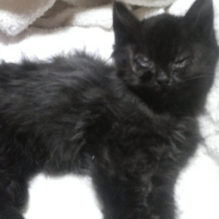 【里親さん決定！】　生後2～3週間・メスの黒猫（長毛）