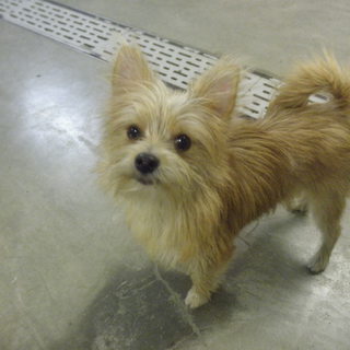 ティア（ヨーキー×ポメラニアン）