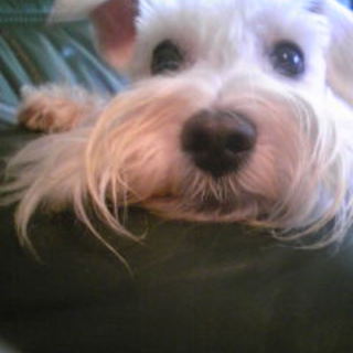 ジョーイの里親になって下さい。