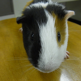 2012年7月生まれ♂元気一杯！