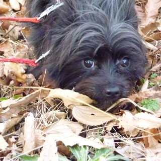 リン（ヨーキー×ポメラニアン）