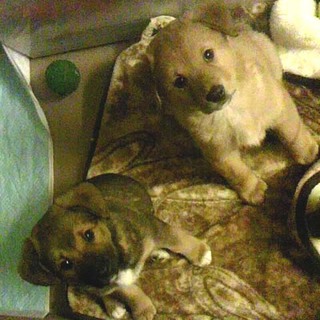 ＭＩＸ子犬★メス