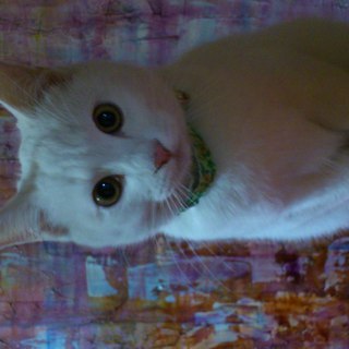 災害により、知人の愛猫の里親募集します