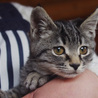 可愛いサバ子猫☆ サムネイル2