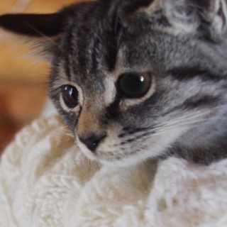 可愛いサバ子猫☆