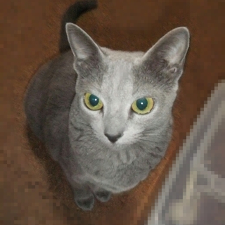 甘えん坊で賢いロシアンブルー