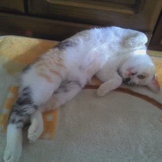 三毛猫 ５ヶ月 １号