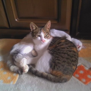 三毛猫 ５ヶ月 2号
