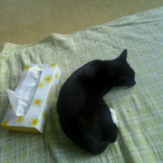 探しています！