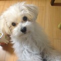 マルチーズ子犬