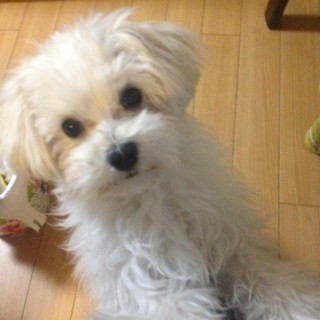 マルチーズ子犬