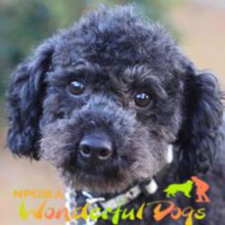 トイ・プードル・５歳・♂「ワタル」