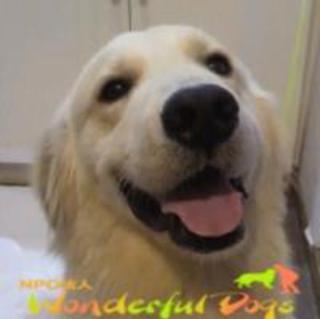 「ジャスティン」2歳前後♂