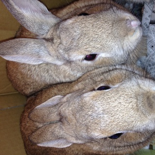 里親さん決定しました！ご協力ありがとうございました！