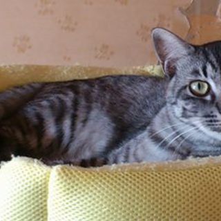 黒トラの男子ねこ　「リル」