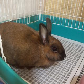 大人しいミニウサギです。