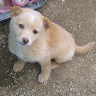 クリームちゃん　里親さん希望頂きました