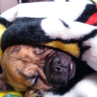 応募多数の為、一時的に終了します。